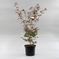 Bos & Haagplantsoen