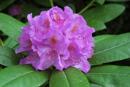 Rhododendrons & Azalea's