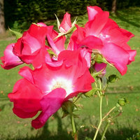 Rozen & Heideplanten