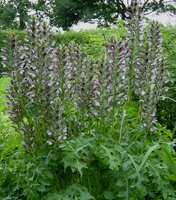 Acanthus