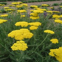 Achillea