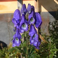 Aconitum