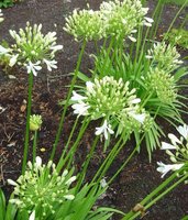 Agapanthus