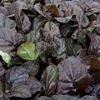 Ajuga
