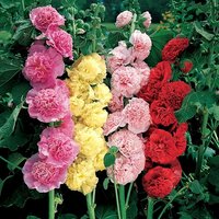 Alcea