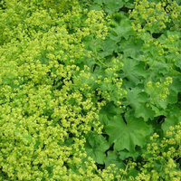 Alchemilla