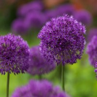 Allium