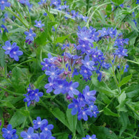 Anchusa