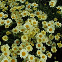 Anthemis