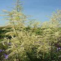 Aruncus
