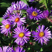 Aster