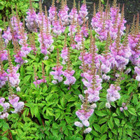 Astilbe