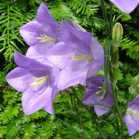 Campanula