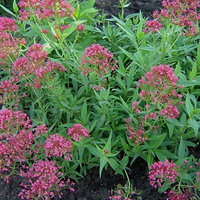 Centranthus