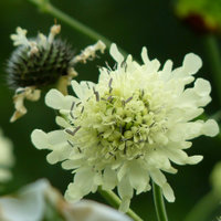 Cephalaria