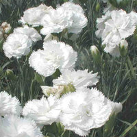 Dianthus