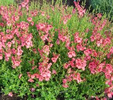 Diascia