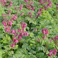 Dicentra