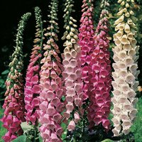 Digitalis