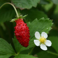 Fragaria