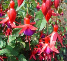 Fuchsia