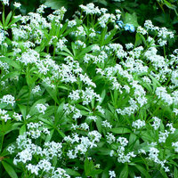 Galium