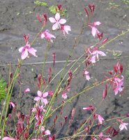 Gaura