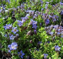 Gentiana