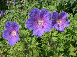 Geranium