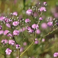 Gypsophila