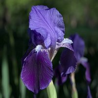 Iris