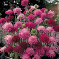 Knautia