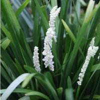 Liriope