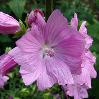 Malva