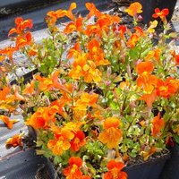Mimulus