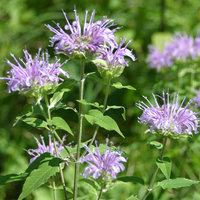 Monarda