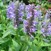 Nepeta