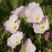 Oenothera