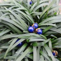 Ophiopogon