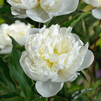 Paeonia