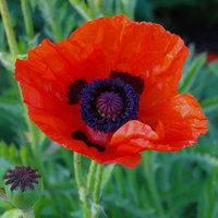 Papaver