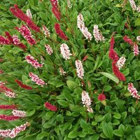 Persicaria
