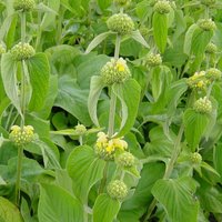 Phlomis