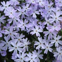 Phlox