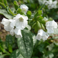 Pulmonaria