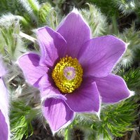 Pulsatilla