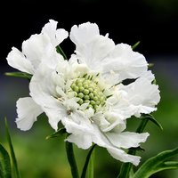 Scabiosa