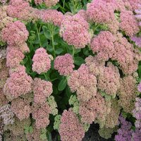 Sedum