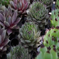Sempervivum