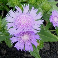 Stokesia